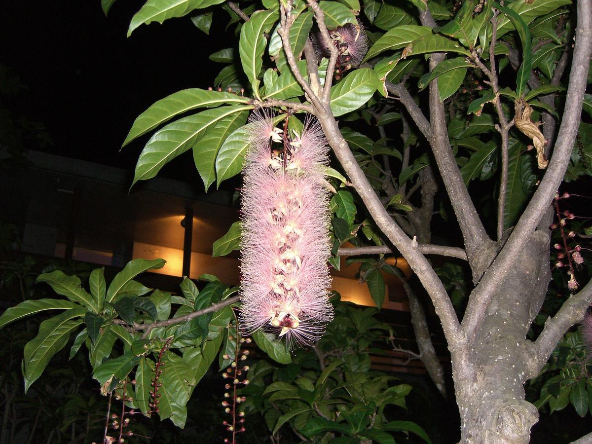 Iriomotejima-Jungle Hotel Painumaya Takana Экстерьер фото